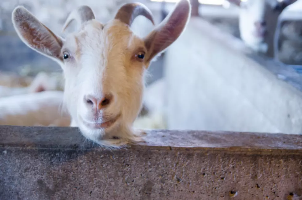Adorable Baby Goat Gives It His All When Baby Noise is Challenged [VIDEO]
