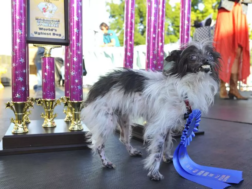 World&#8217;s Ugliest Dog 2014 Winner