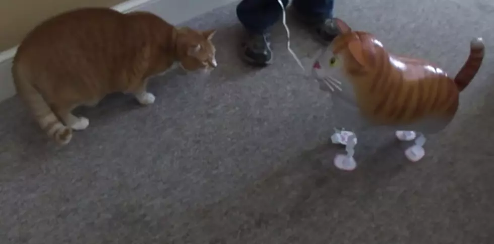Cat Vs. Cat Balloon [VIDEO]