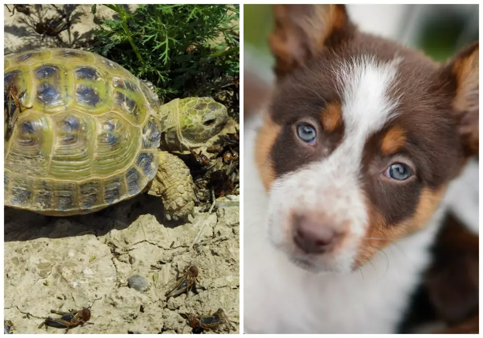 Watch This Turtle Play Ball With A Dog [VIDEO]