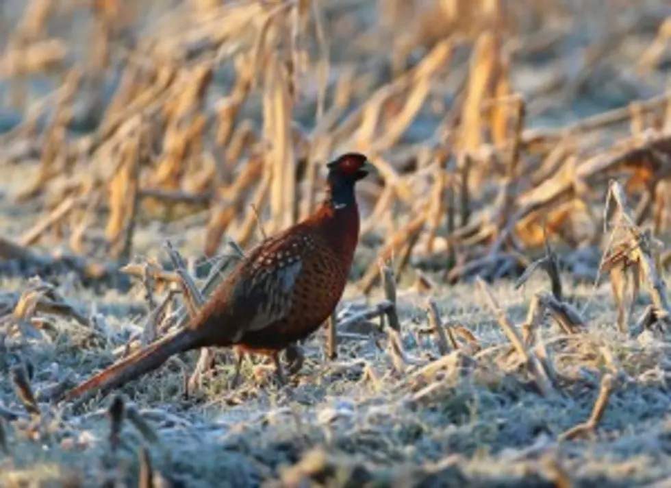 30k Pheasants to Be Released in NY