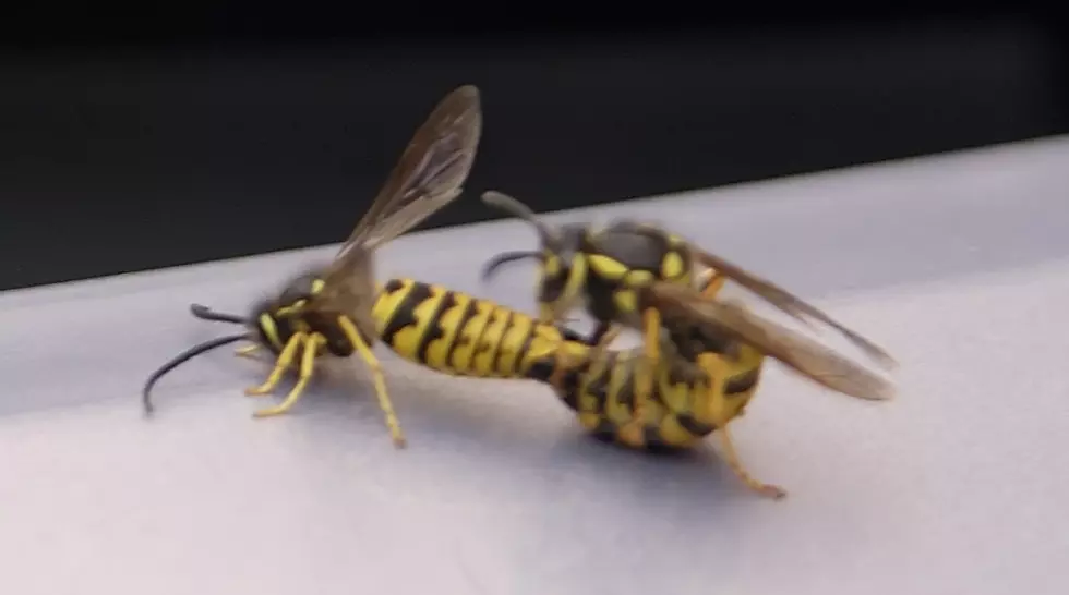 His Wife Laughs Hysterically While He Gets Stung By Wasps [VIDEO]