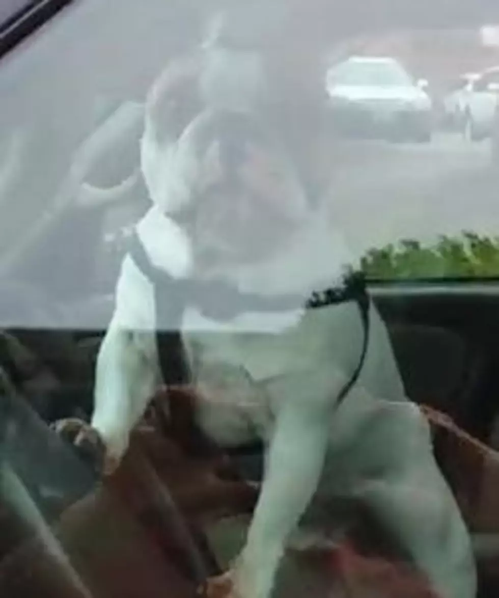 This Dog Blasts The Car Horn Because He’s Not Happy About Being Left Behind [VIDEO]