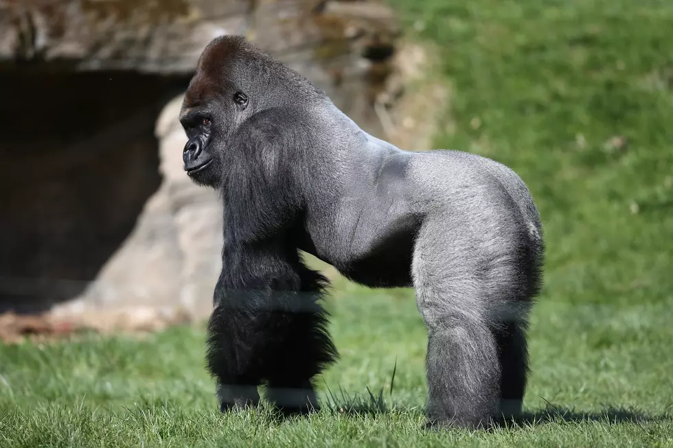 Gorilla Breaks Exhibit Glass