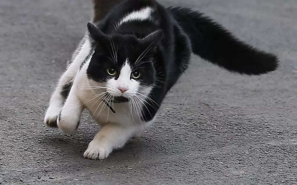 This Pet Owner Calls 911 Due to a Struggle With His Cat [VIDEO]