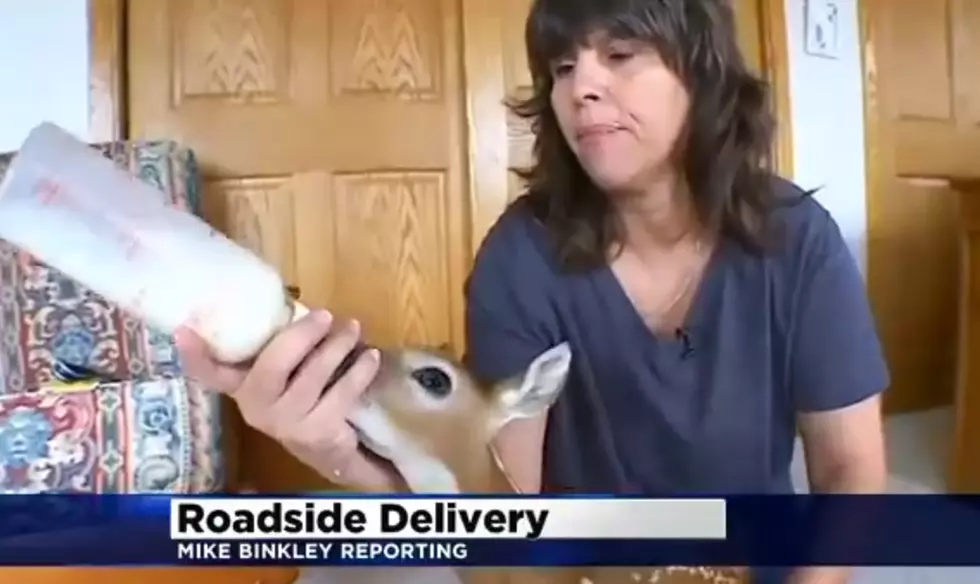 Aww! Man Delivers Fawn After Mother Is Killed by Car [VIDEO]