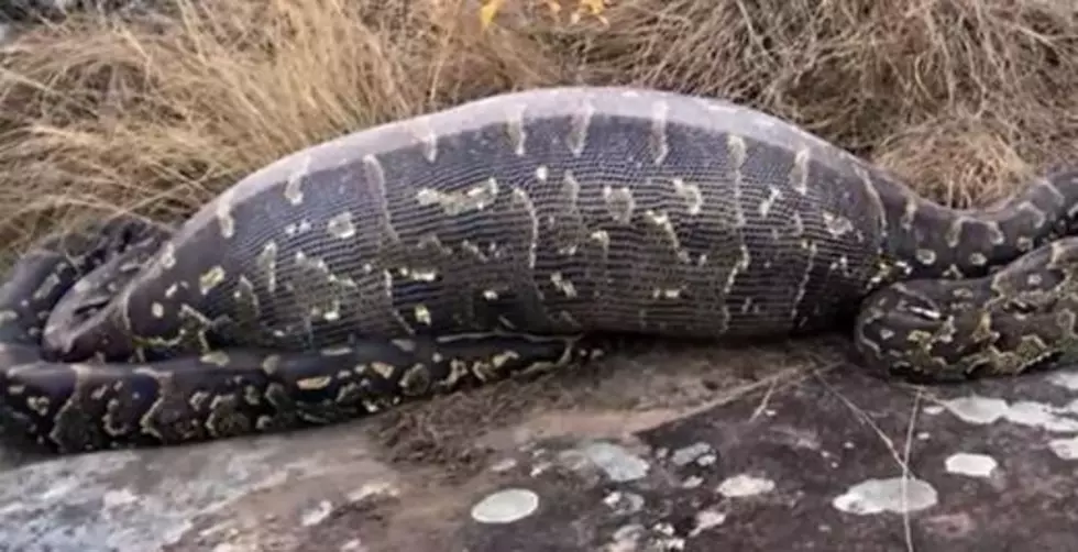 WATCH: This Porcupine Gets Eaten By a Snake + Then the SNAKE Regrets It [VIDEO]
