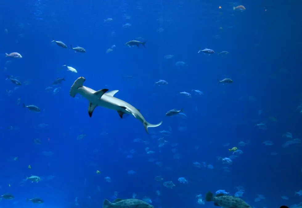 This Hammerhead Shark Footage Will Make You Feel Like You’re Swimming Along [VIDEO]
