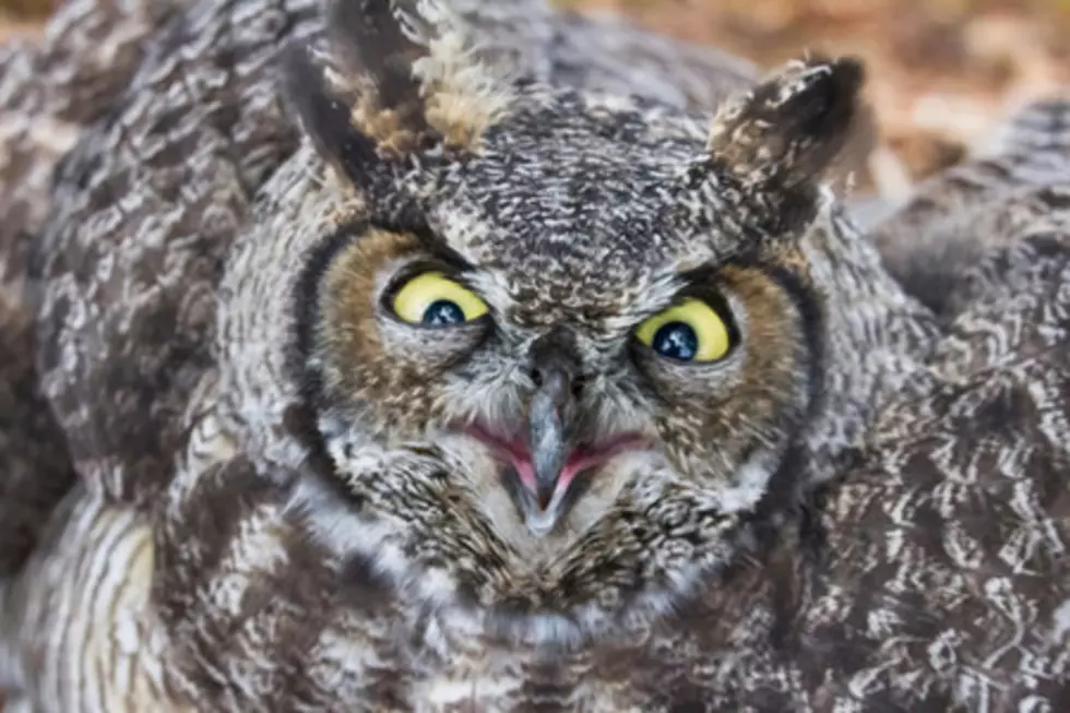 Baby Owl Questioned by Boulder County Sheriff [VIDEO]