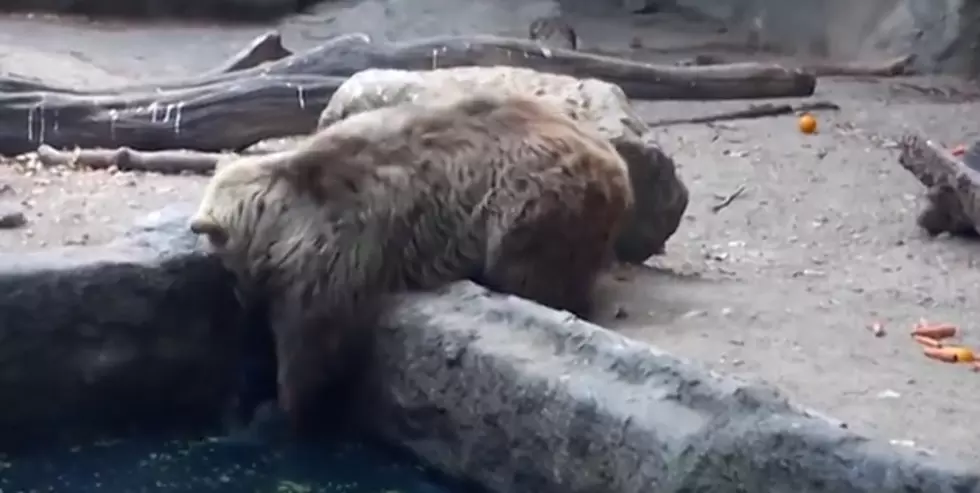 Massive Bears Saves This Bird From Dying [VIDEO]