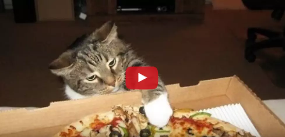 Look How Mad These Cats Get Over Not Being Able To Eat Their Pizza [VIDEO]