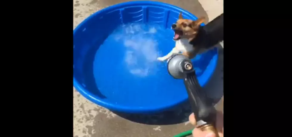 This Corgi Puppy Is Having A Riot Playing In The Pool [VIDEO]
