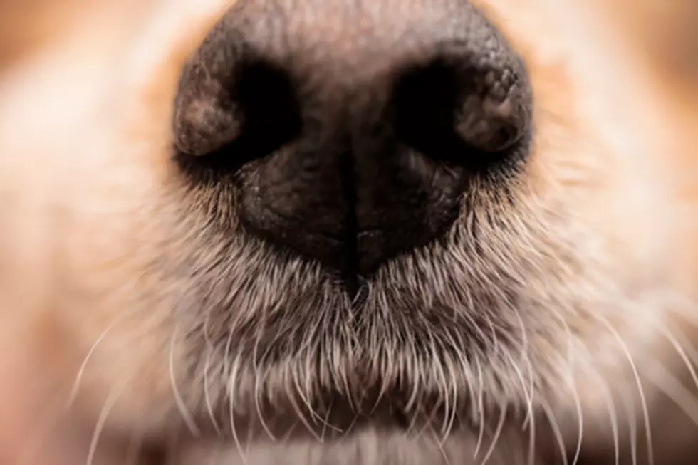 Pomeranian Puppy Sneezes. Internet Breaks. [VIDEO]