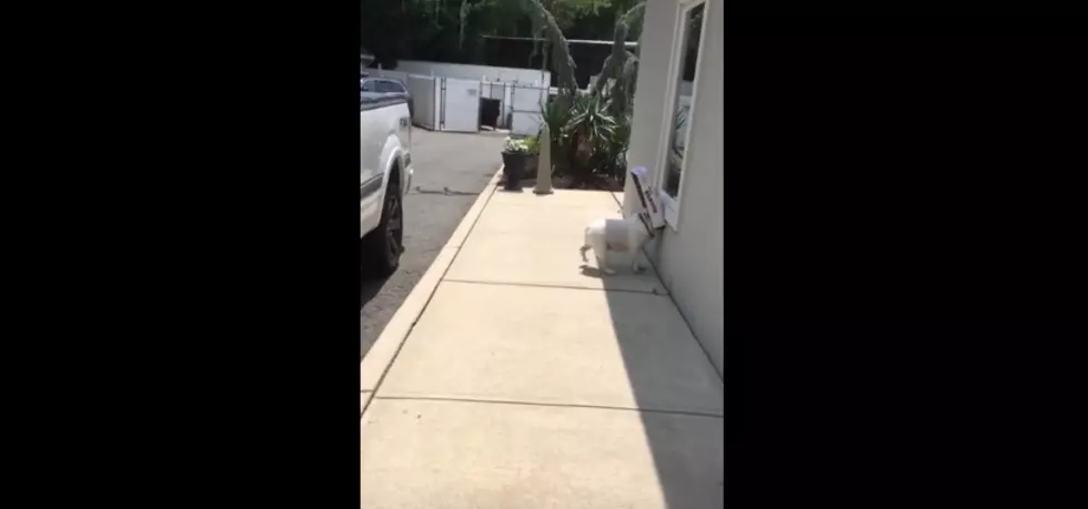 Meet Diesel Who Can’t Stop Running Into Walls [VIDEO]