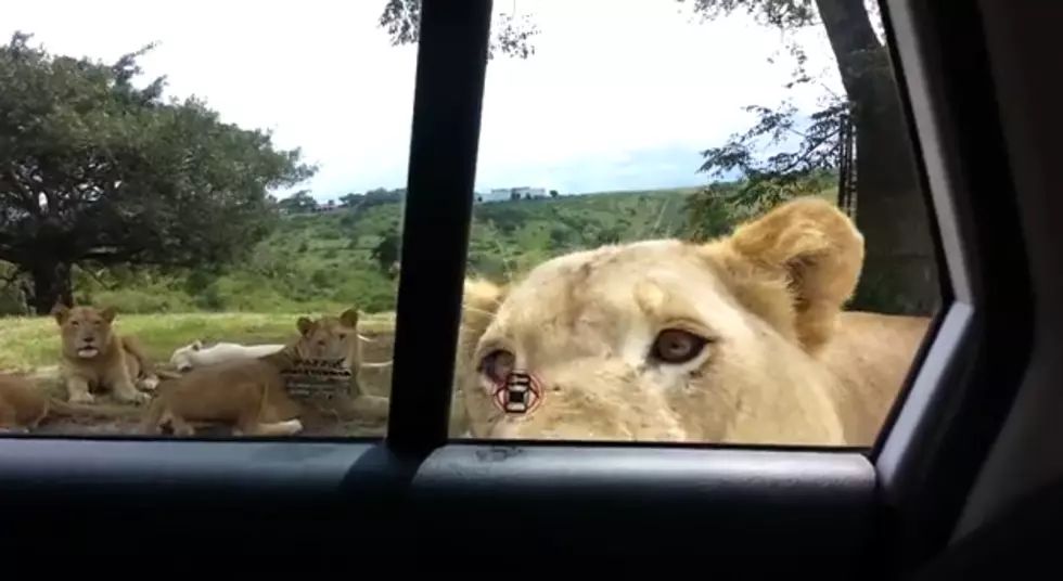 Lions Open Up The Car Door During A Safari In Africa