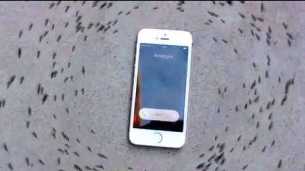 Ants Circle an iPhone
