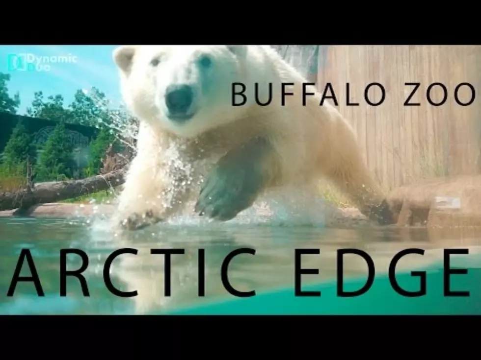 Buffalo Zoo Arctic Edge Tour! [VIDEO]