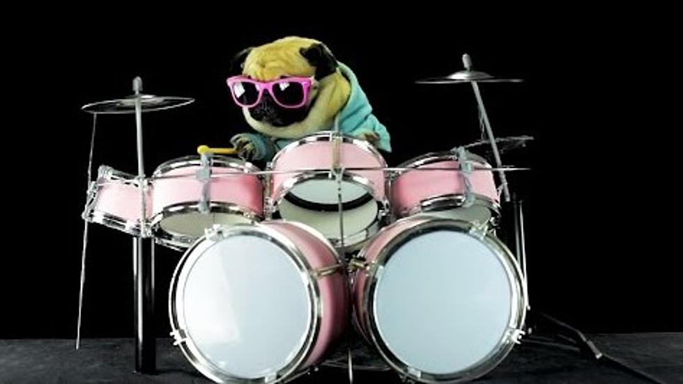Pug Plays The Drums