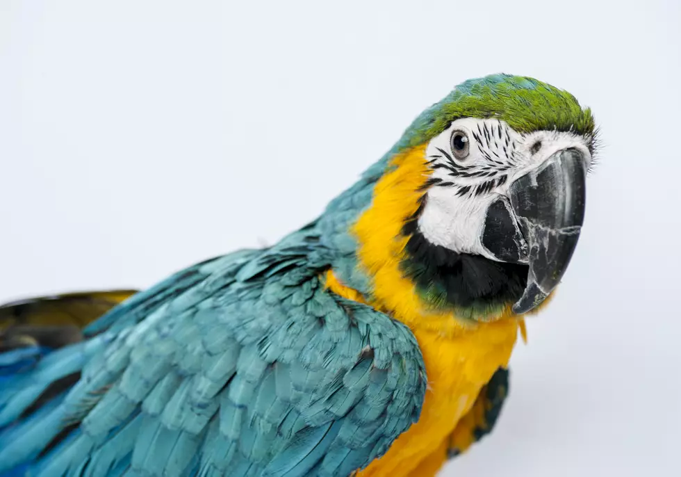 Man Mutilates His Face to Look Like His Pet Parrots [VIDEO]