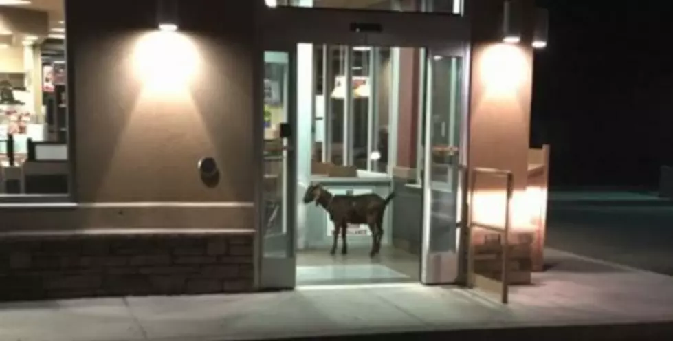 A Goat Was &#8216;Arrested&#8217; For Not Leaving Tim Hortons After Being Asked To Leave