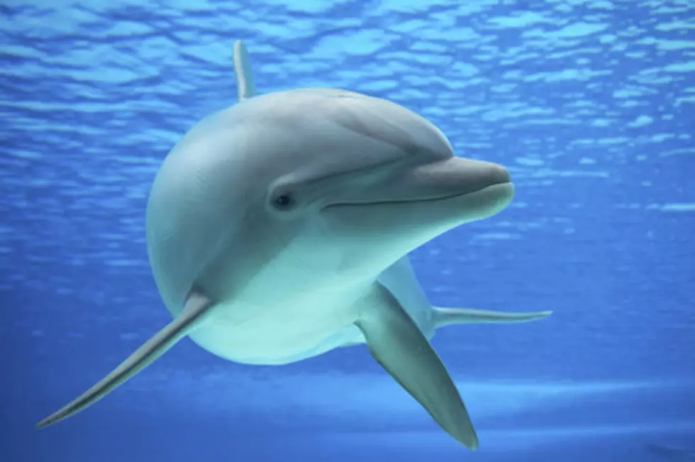 Dolphin Returns Cell Phone. Yes, You Read That Right. [VIDEO]