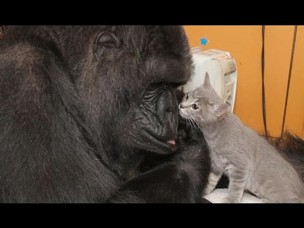 ‘KoKo the Gorilla’ Gets Kittens For 44th Birthday Gift + LOVES Them [VIDEO]