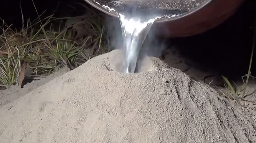 WATCH: Pouring This in an Ant Hill Just Made the Coolest Thing [VIDEO]