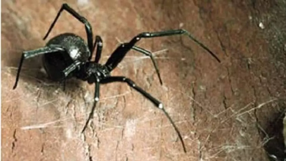 Boss Put On Suspension After Seeing Spiders In Office &#8212; Look What He Did