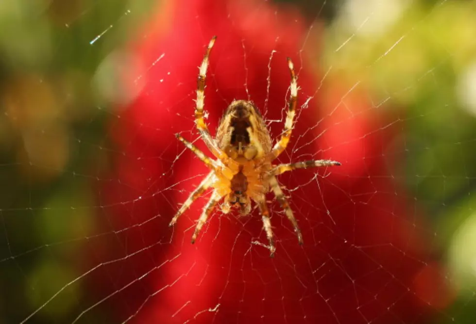 How To Spider Proof Your Home [VIDEO]