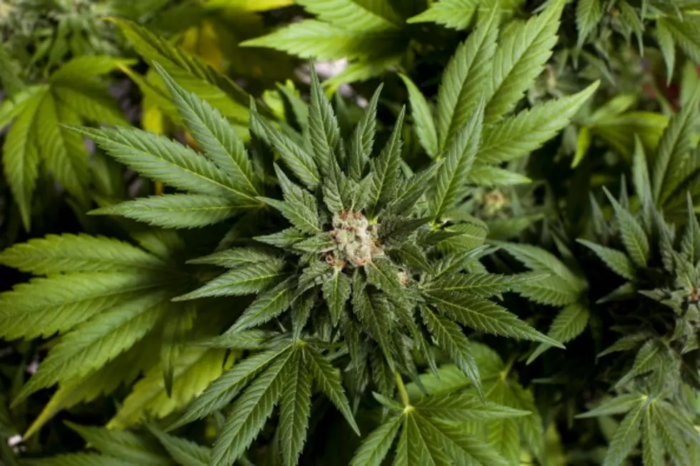 Medical Marijuana Program Starts In New York State This Week