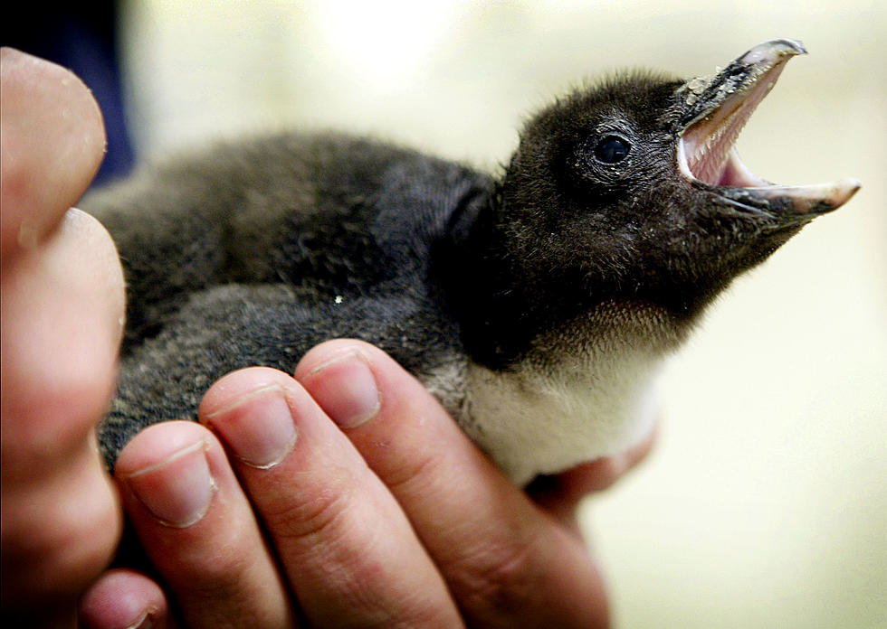 Cincinnati Zoo Names Baby Penguin ‘Bowie’ Honoring the Pop Icon [VIDEO]