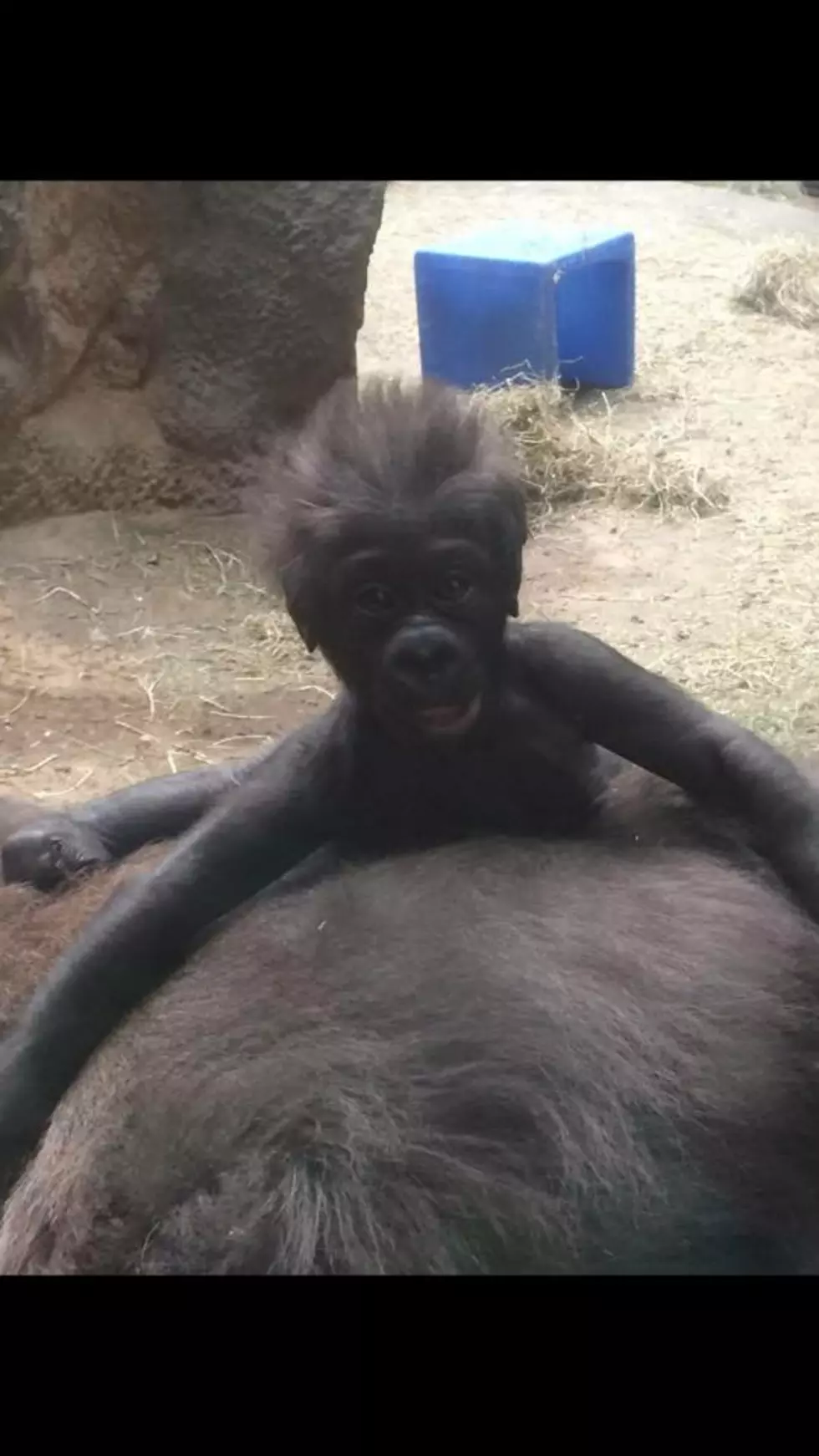 Aww! Here’s What They Named the New Baby Gorilla at the Buffalo Zoo This Weekend