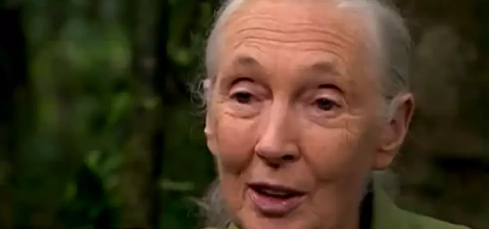 Jane Goodall Sends E-Mail to Cincinnati Zoo After Gorilla Killing