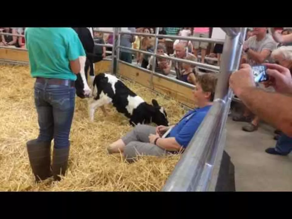 Watch the First Calf Born at the Erie County Fair Take His First Steps