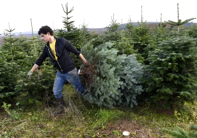 Win a Christmas Tree For Someone in Need From the Christmas Tree Farmers Association of NY!  Enter Now!