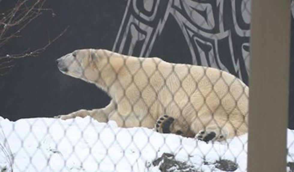 Buffalo Zoo Welcomes New Polar Bear