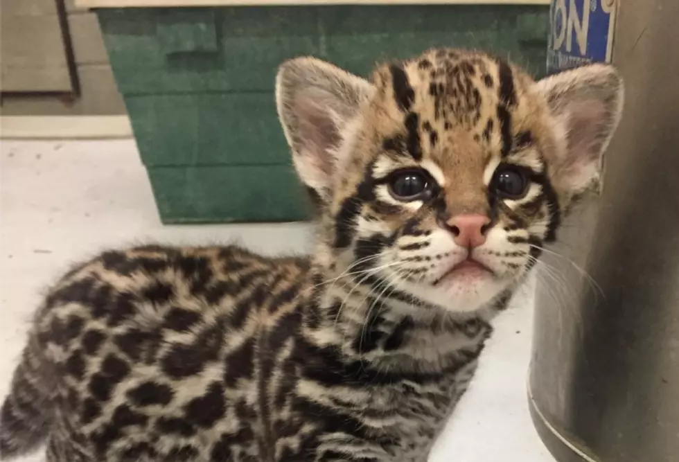Name The New Ocelot At The Buffalo Zoo
