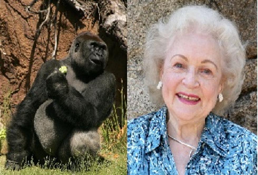 World’s Oldest Gorilla Dies, But Not Before Getting a Personal Message from Betty White [VIDEO]