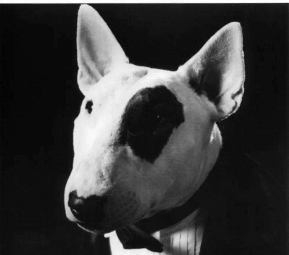 Spuds MacKenzie Is Back 30 Years Later — As a Ghost Dog! [VIDEOS]
