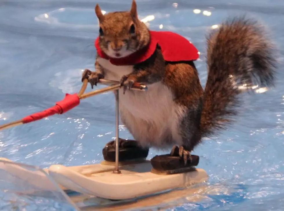 Twiggy the Water Skiing Squirrel at Ribfest