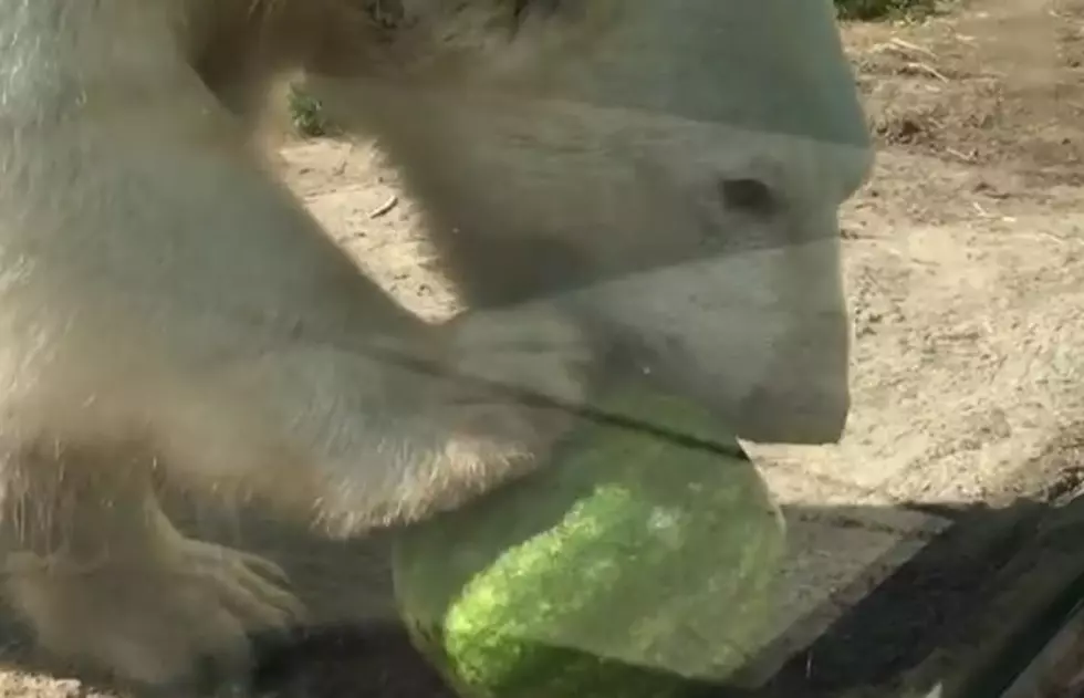 Watch Luna The Polar Bear Try To Eat A Treat! [VIDEO]