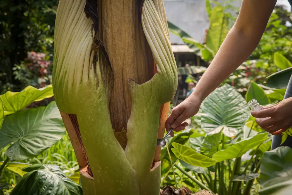 Another Corpse Flower Set To Bloom AND Monkey Orchids? Oh My!