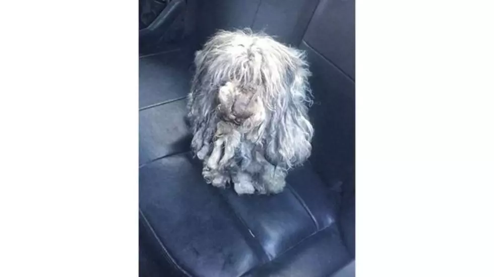 Awww! Dog Found in WNY…Look What This Little Guy Looked Like Shaved