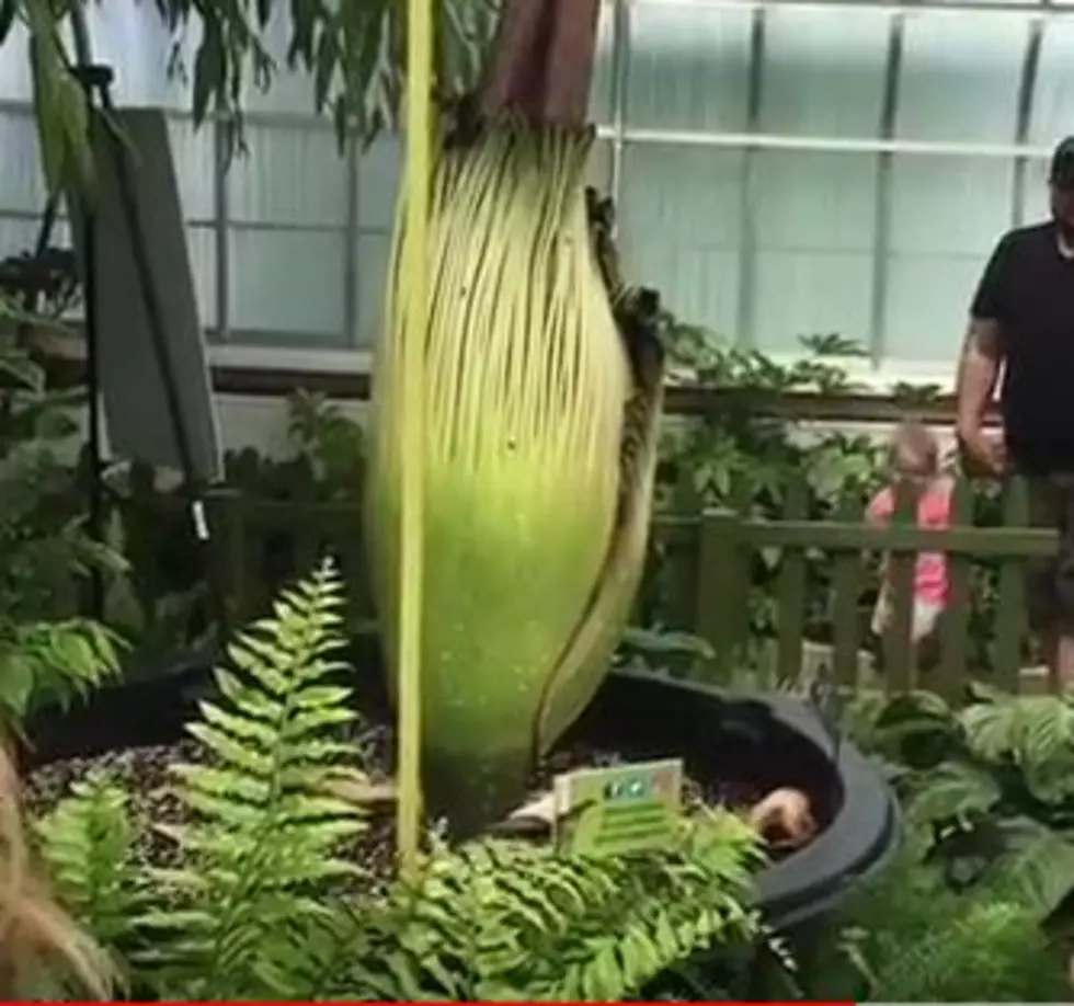What The Heck Is A Corpse Flower?