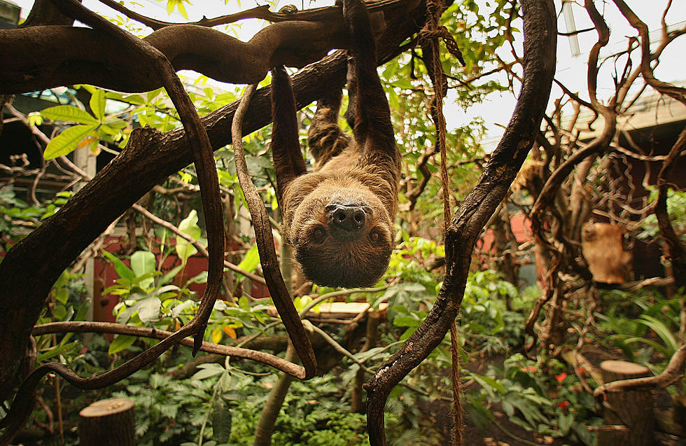 New Sloth At Buffalo Zoo