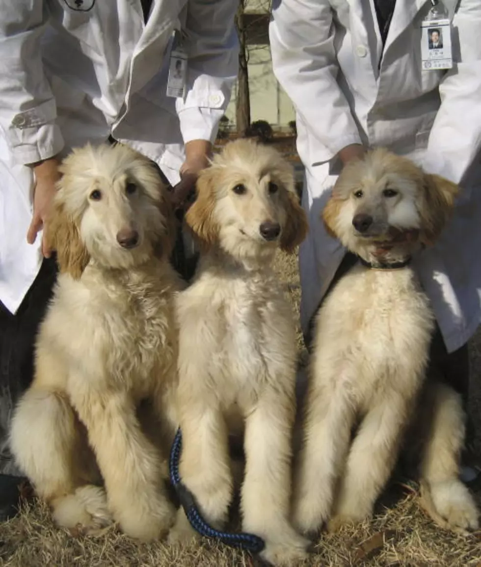 Would You Clone Your Dog So It Would Live Forever?