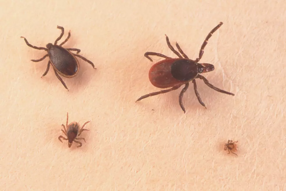 Watch Out For An &#8216;Uptick&#8217; of Ticks