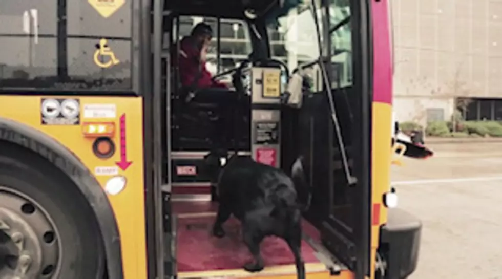 A Dog That Takes The Bus Everyday By Herself