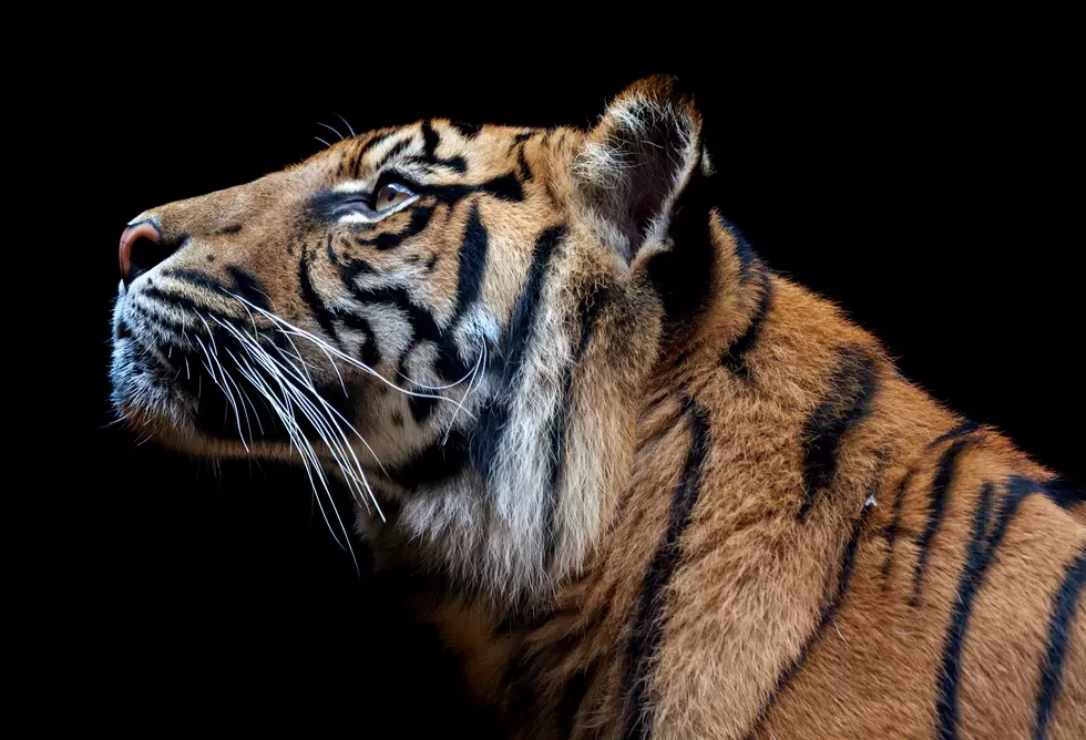 Buffalo Zoo Says Goodbye To Tamari, An Amur Tiger