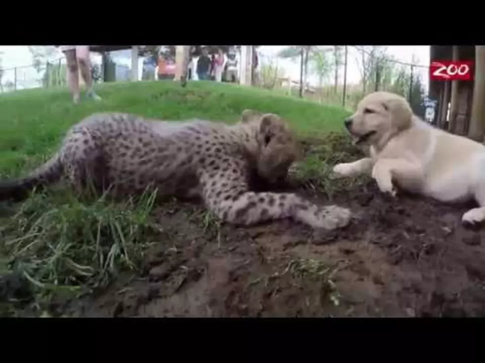 Zoo Matching Adorable Pals, Baby Cheetah With Puppy [Watch]